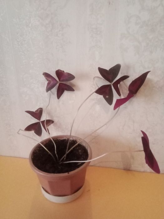 Зефирантес. Оксалис .
