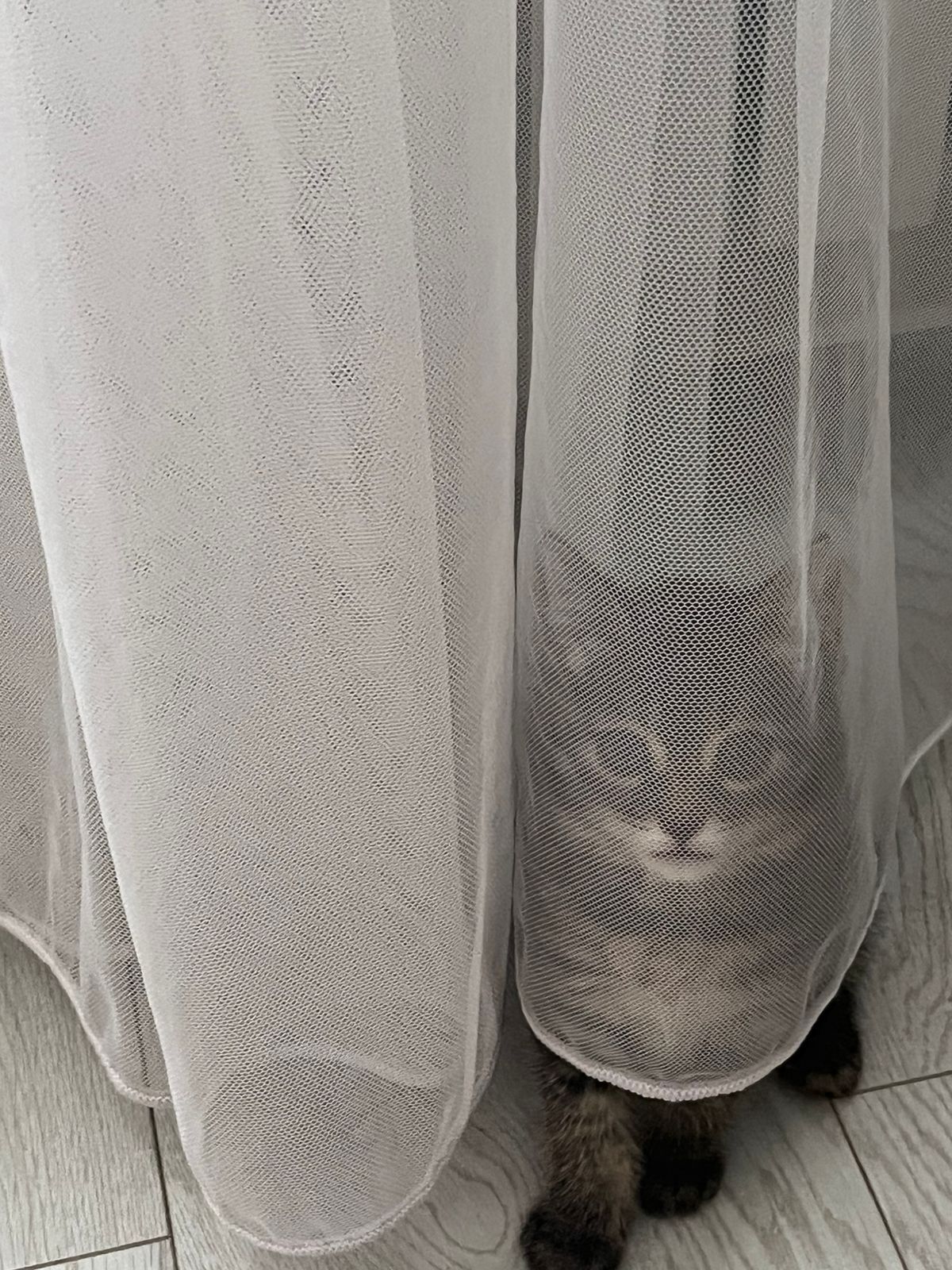 Отдам котёнка в хорошие руки