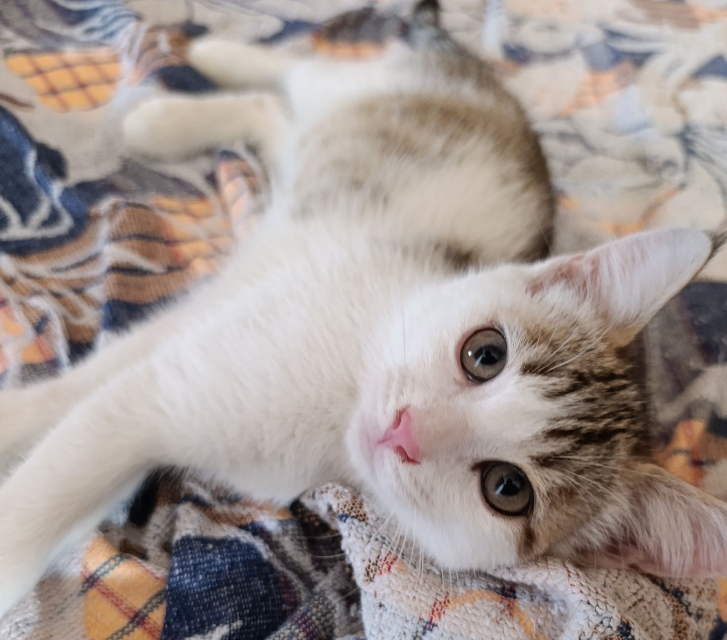 Котята Кызылорда