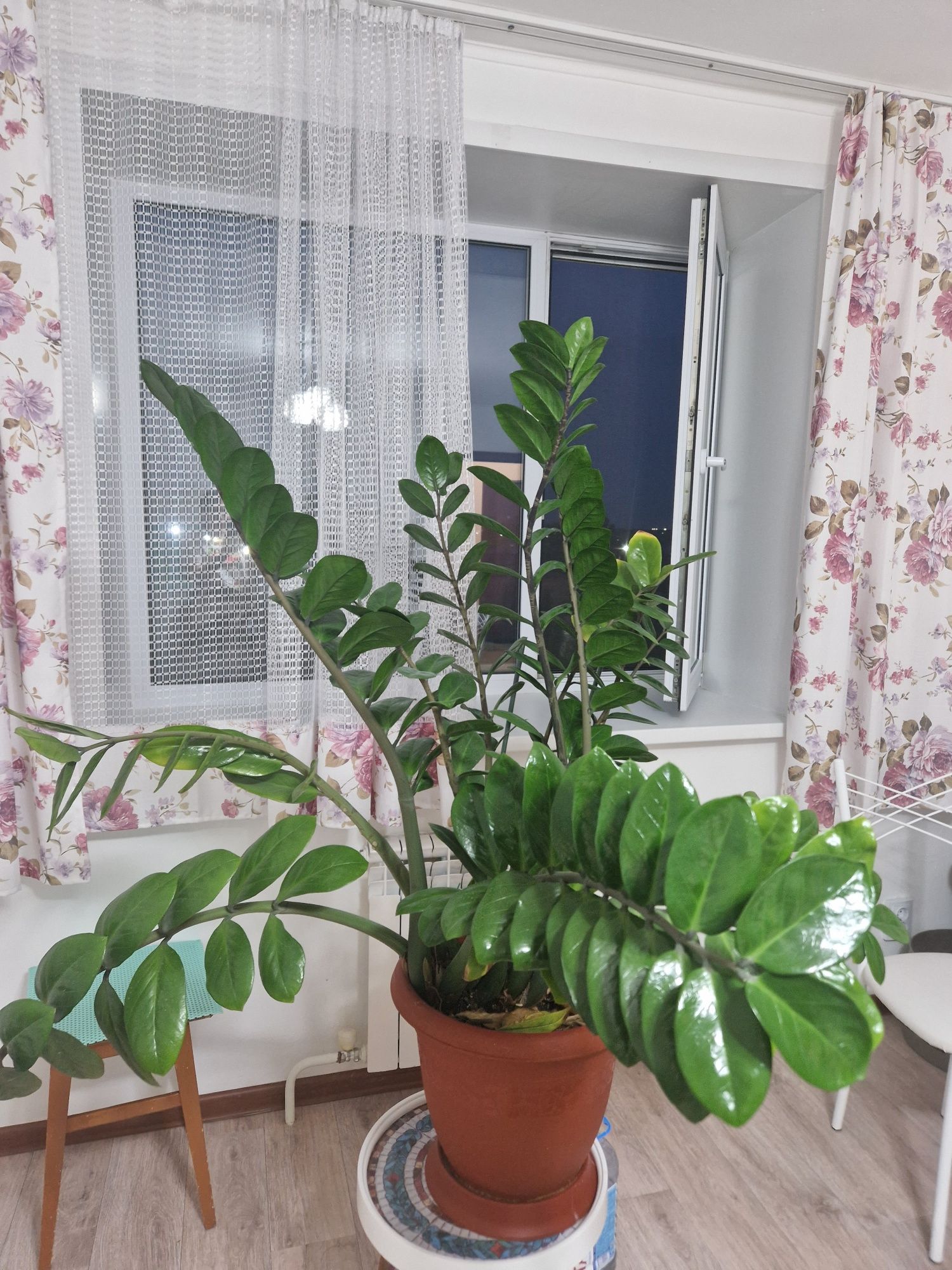 Засиакулькас (доллоровое дерево)