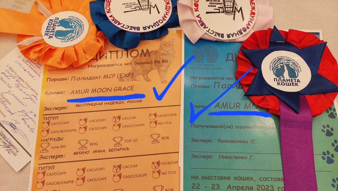В рассрочку до 2 лет Мейнкун Котята от Чемпиона!