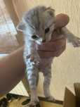 Котята породистые шотландские