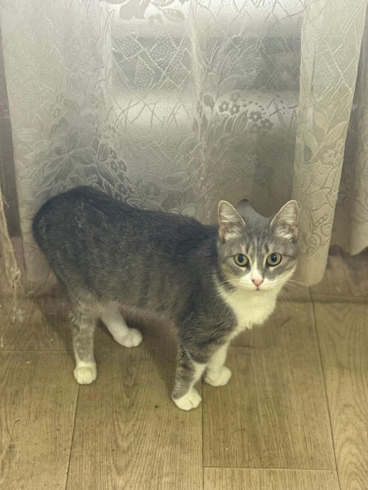 Кошку отдадим бесплатно