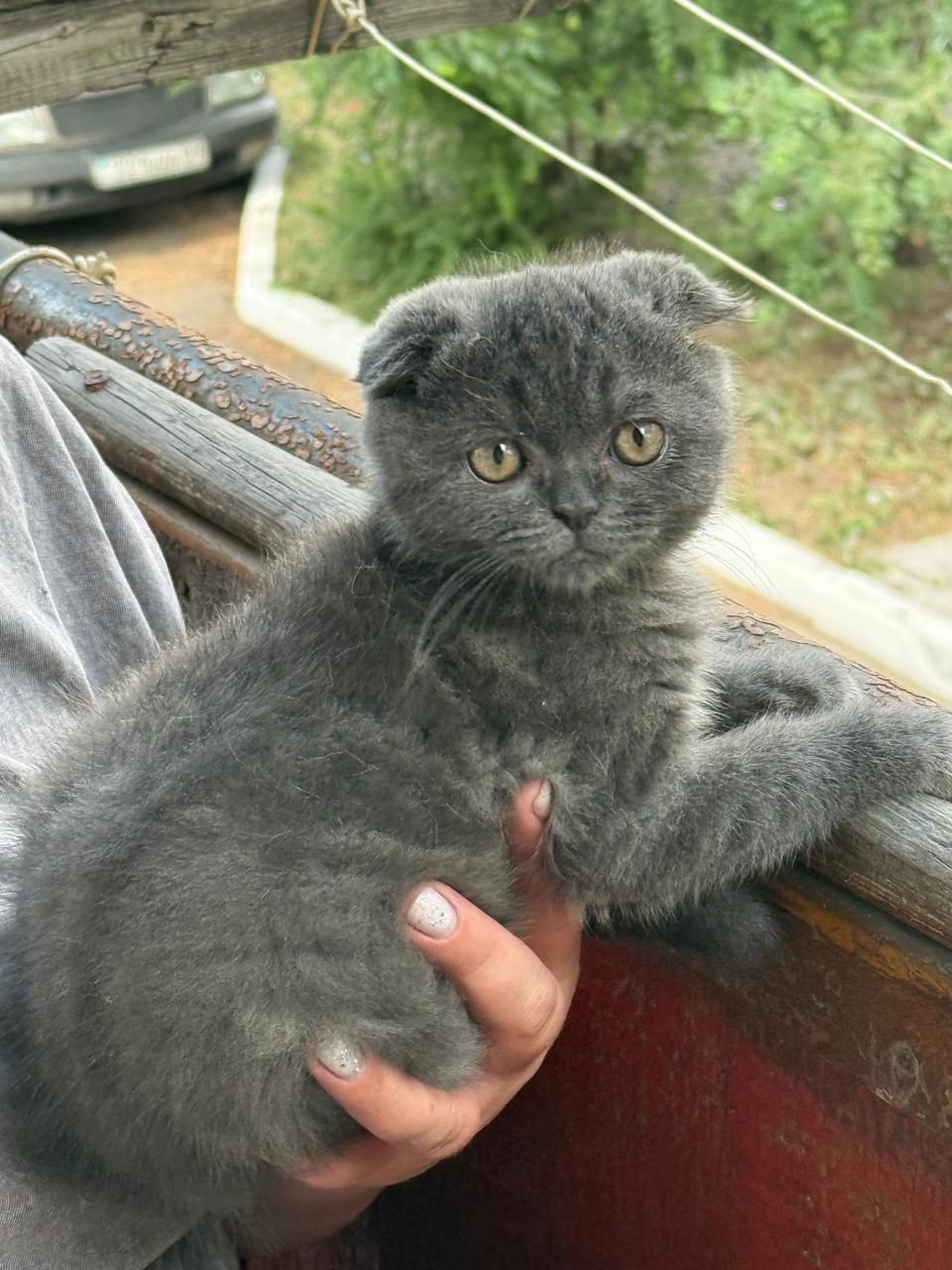 Продам кошку вислоухую шотландскую пепельного окраса