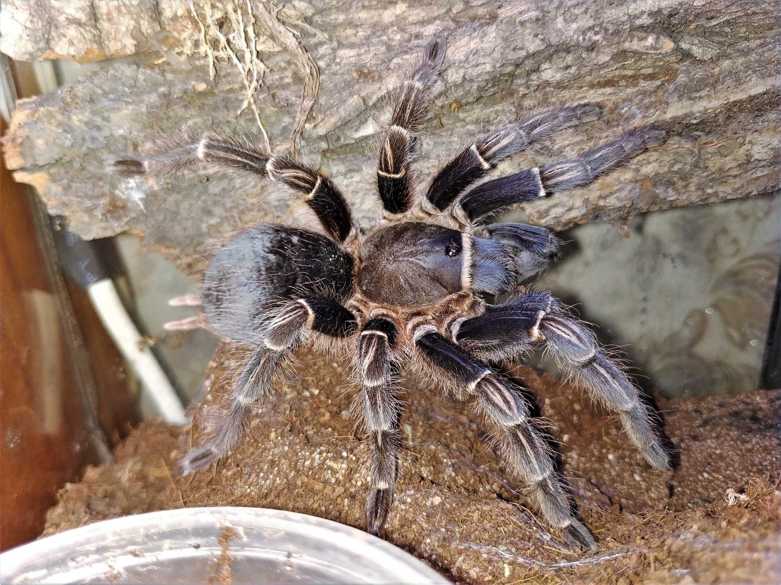 Aphonopelma seemanni (blue form) \ Паук-птицеед (Самка)