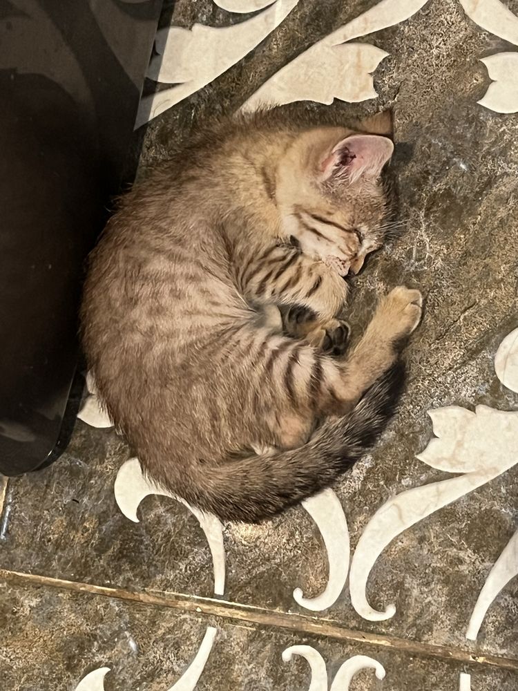 Отдаю 2 котёнка в добрые руки