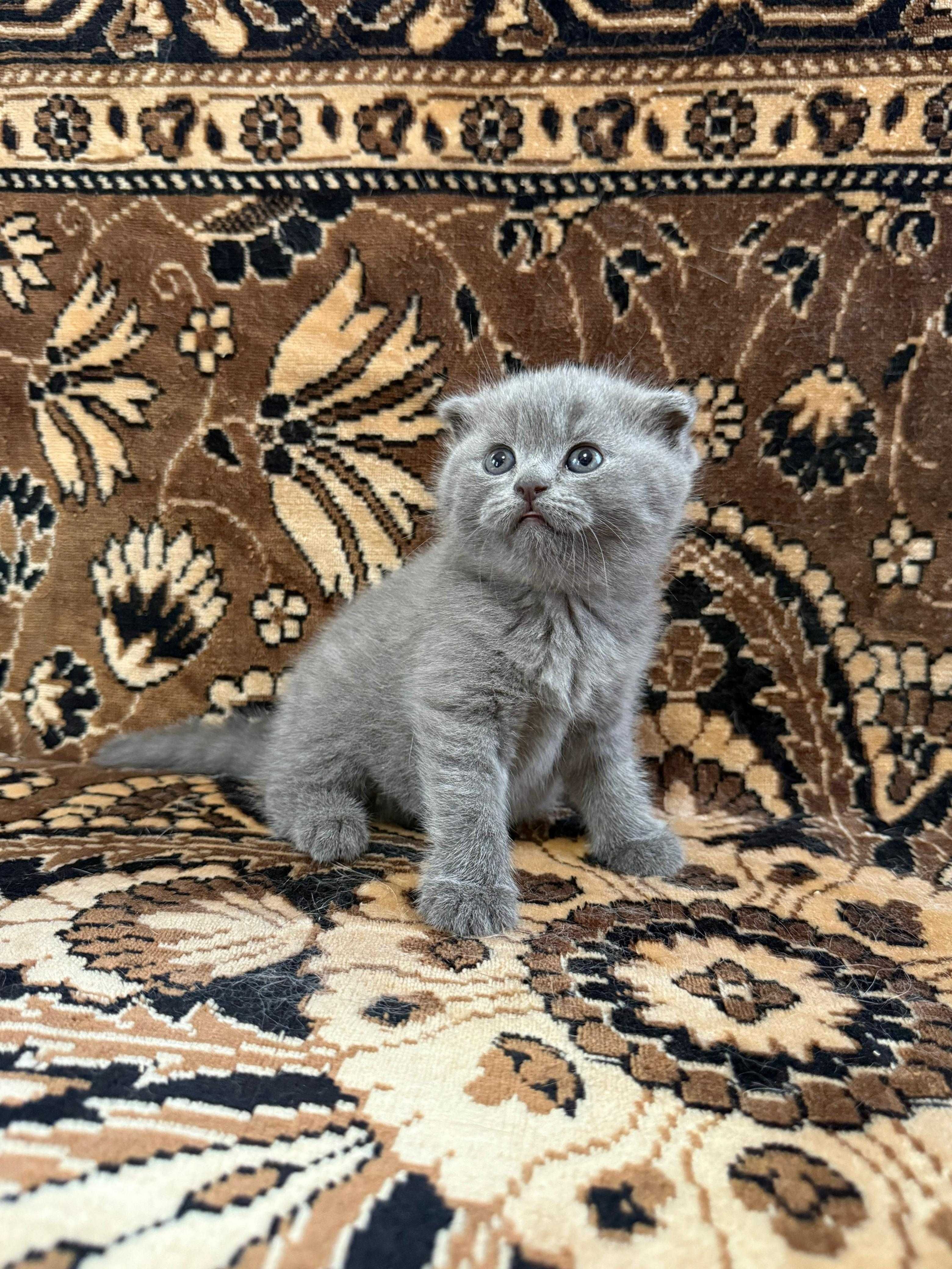 Котята британцы вислоухие