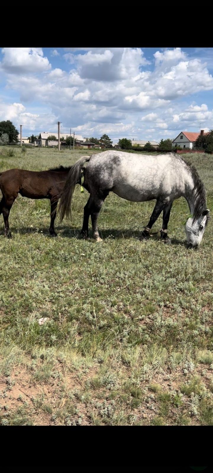 Продажа кобылы с жеребёнками