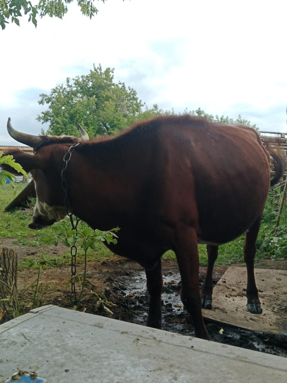 Продается корова