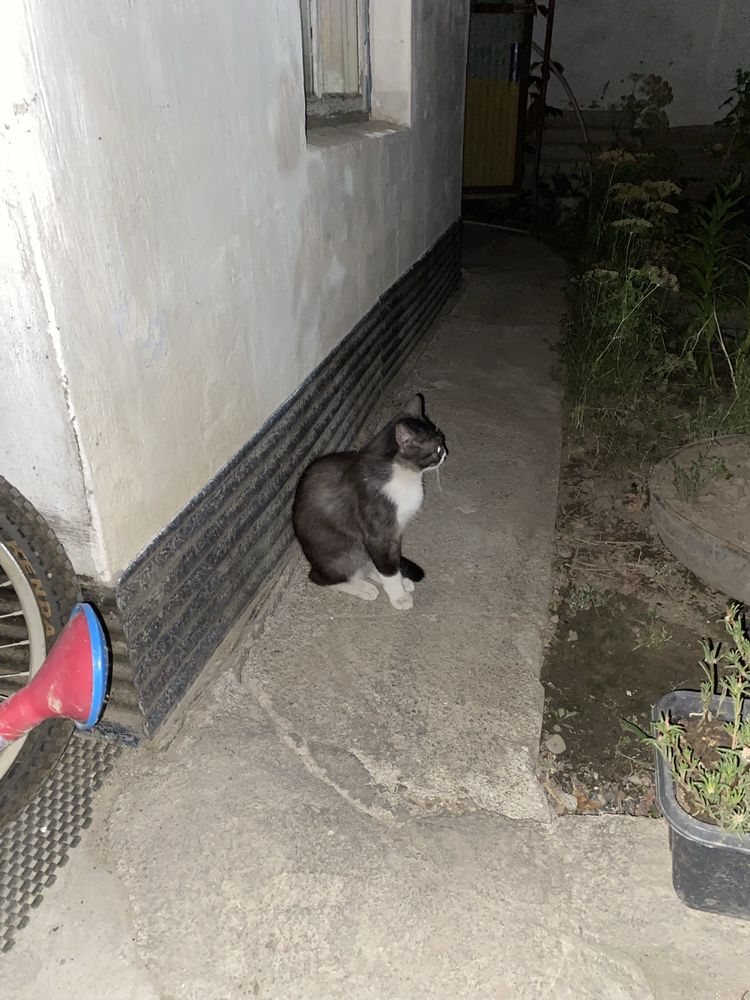 Отдам котят и молодого кота в хорошие руки.