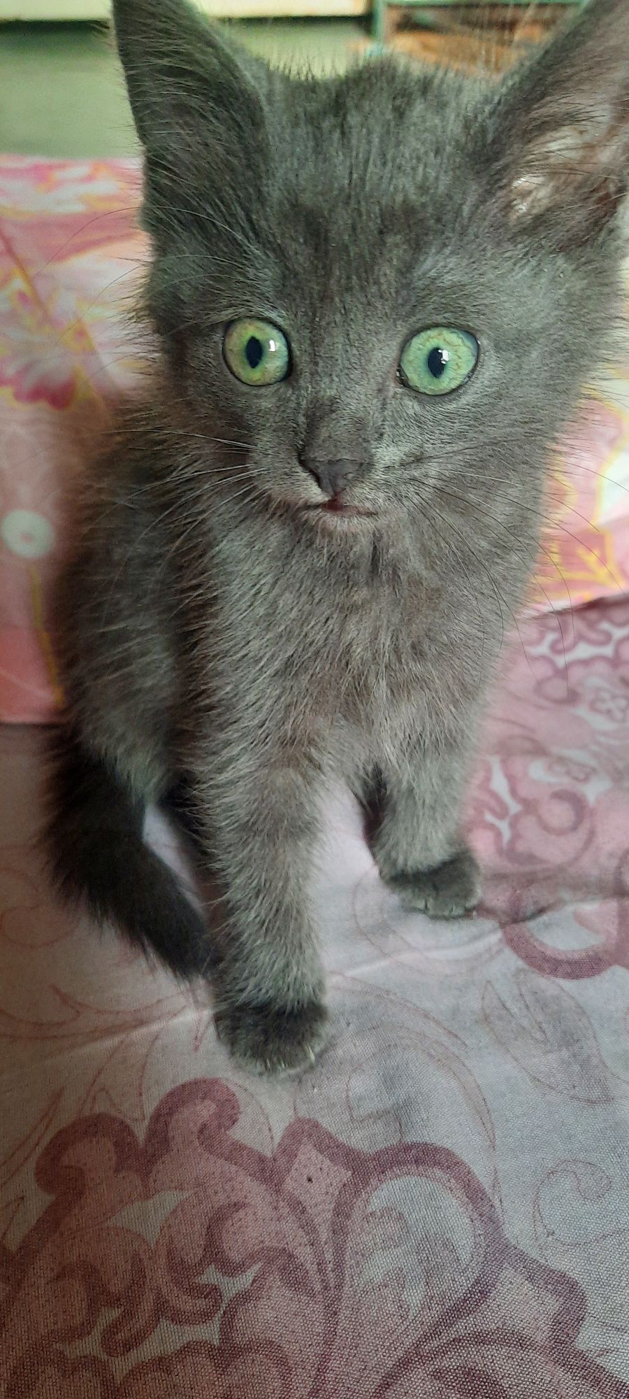 Отдам в добрые руки кошечку