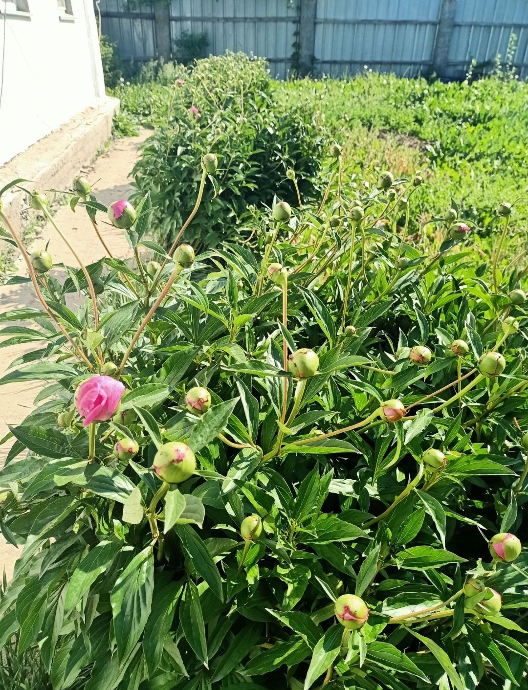 Кустики молодые и очень Огромные Кусты многолетние Пионы