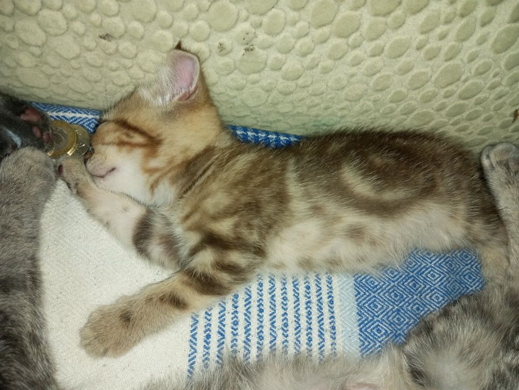 котята мроморного британца