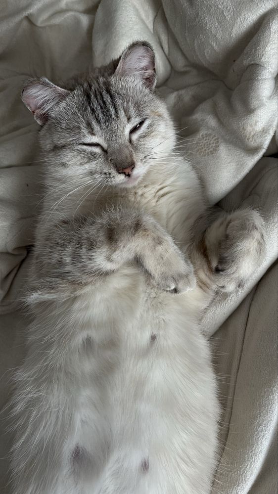 Отдам кошку.