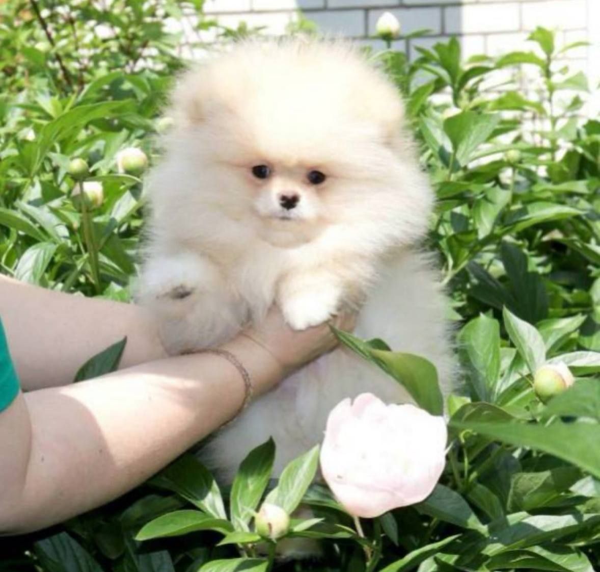 Чистокровные щенки Шпиц