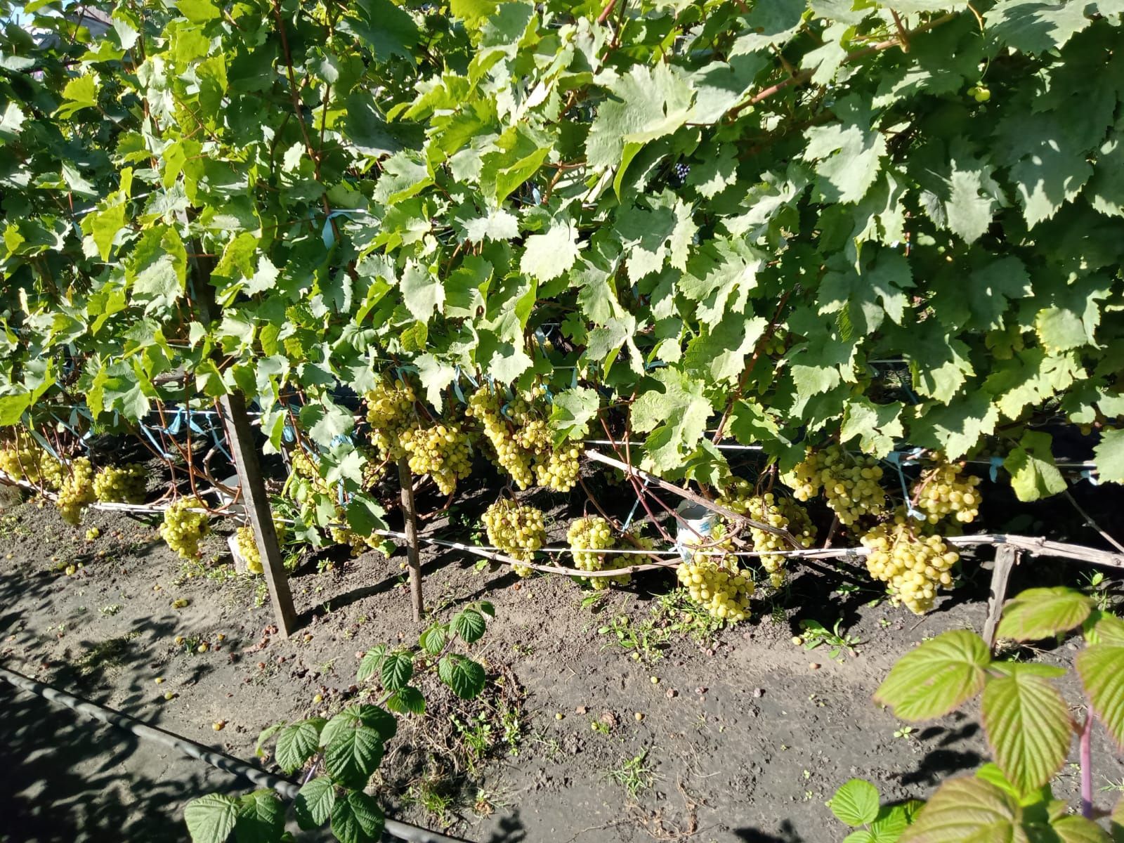 Продам дачу. Текстильщик 1