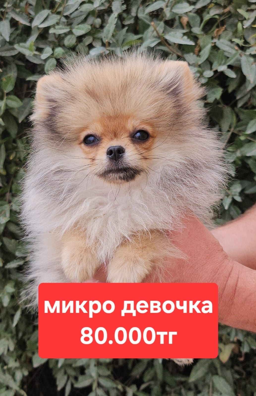 Чудо пушистое. Самое настоящее чудо