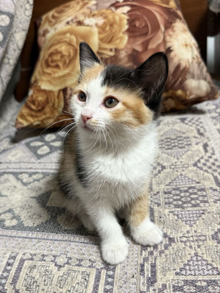 Отдам котенка девочка кошка
