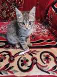 Котенок (мальчик)
