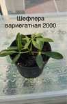 Продаю излишки цветов