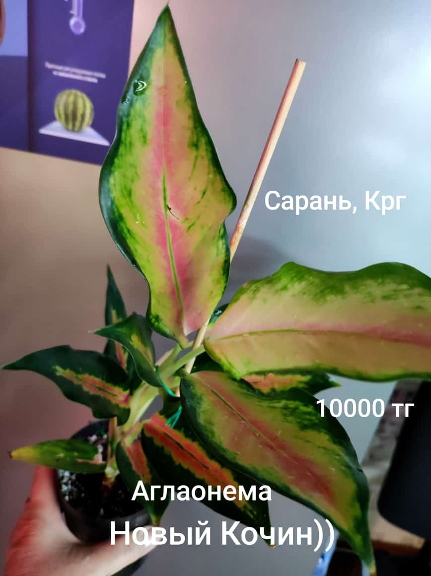 Аглаонема аглаонема