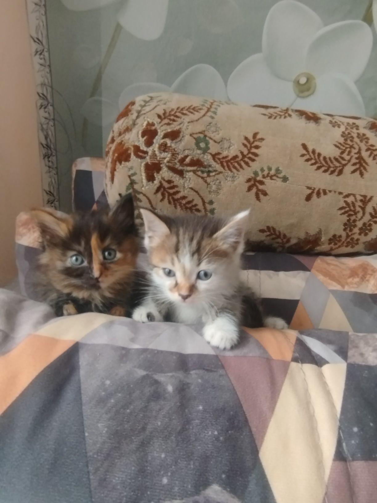 Котята отдам добрые руки