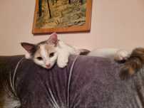 Домашние котята.