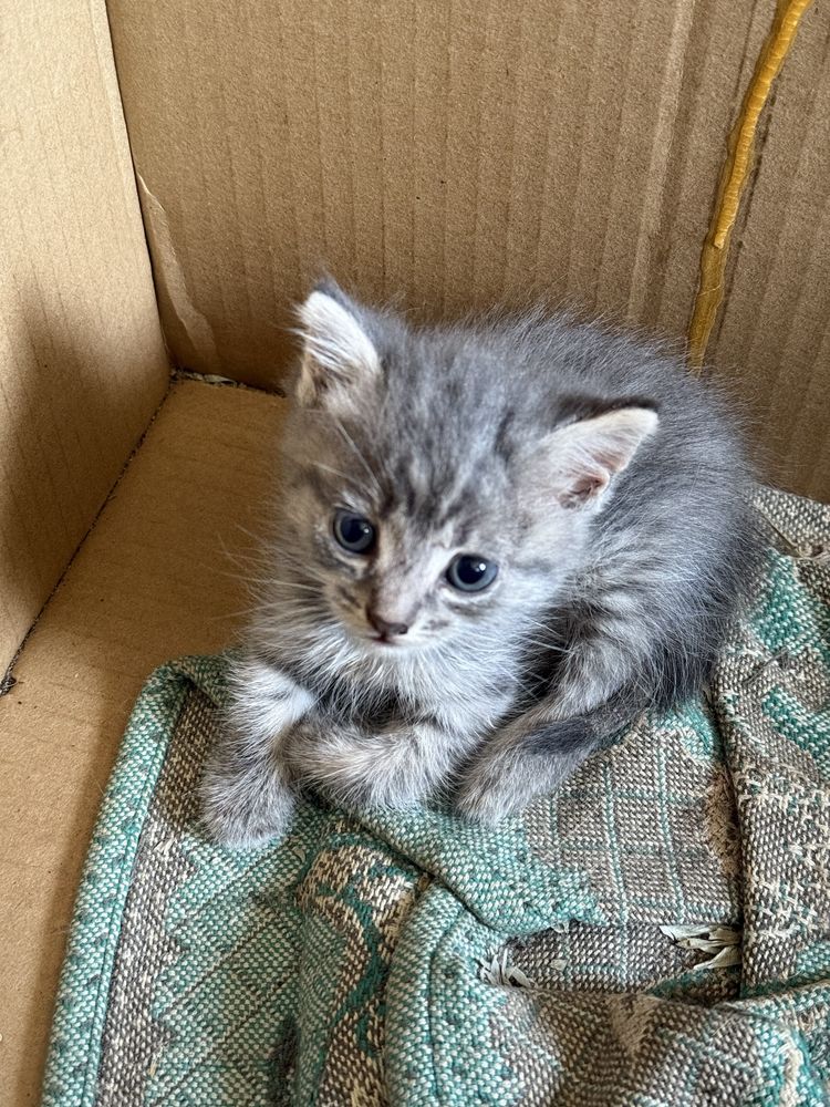 Отдам котят бесплатно