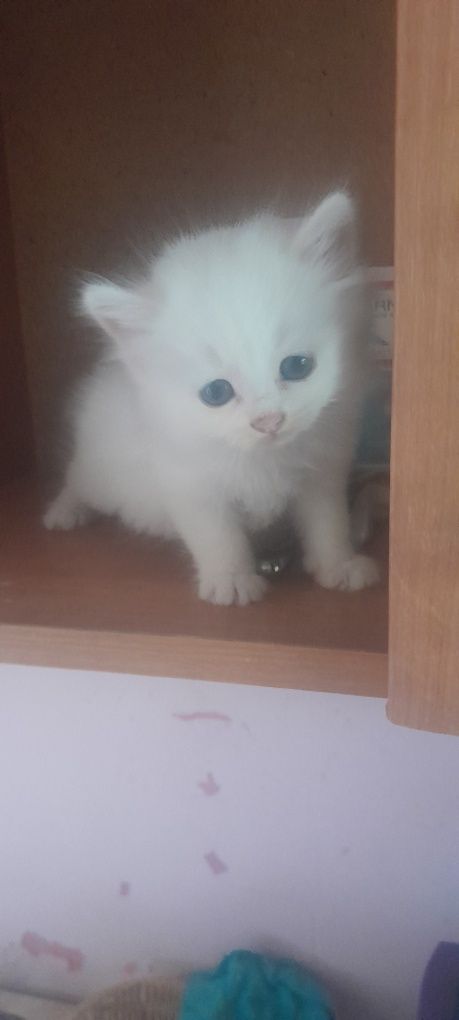 Котенок.девочка.