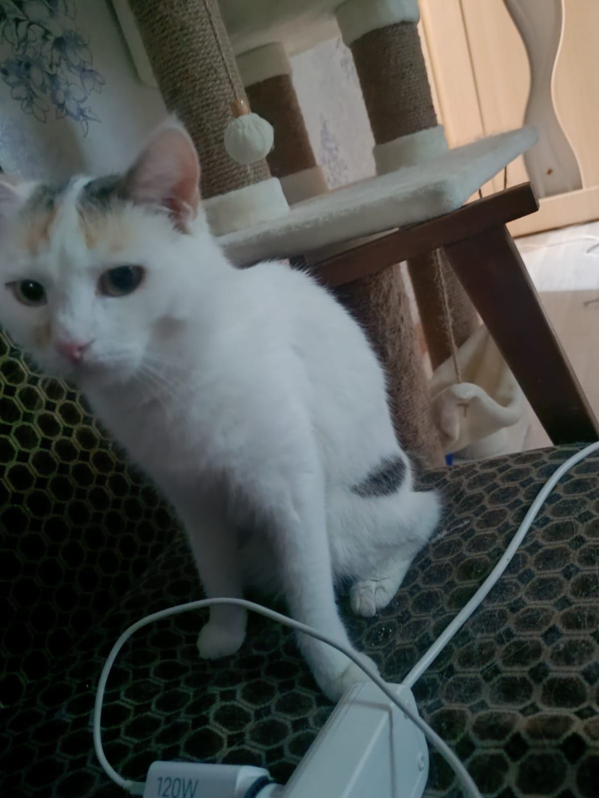 Отдам котиков  в добрые руки!!!