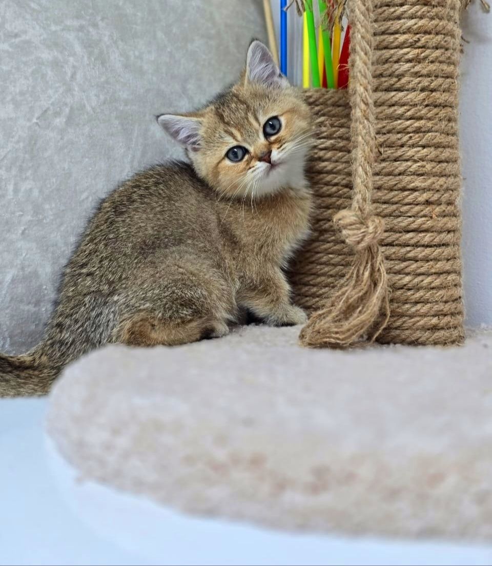 Британские котята