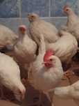 Продам петушков и куриц породы суперник