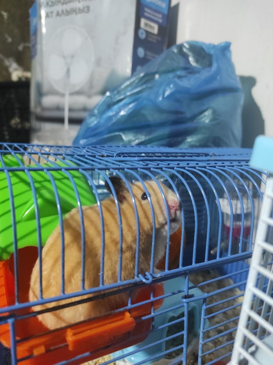 Продам хомяка сирийского с клеткой.