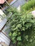 Малина. Все кусты за 5000 плюс куст ежевики