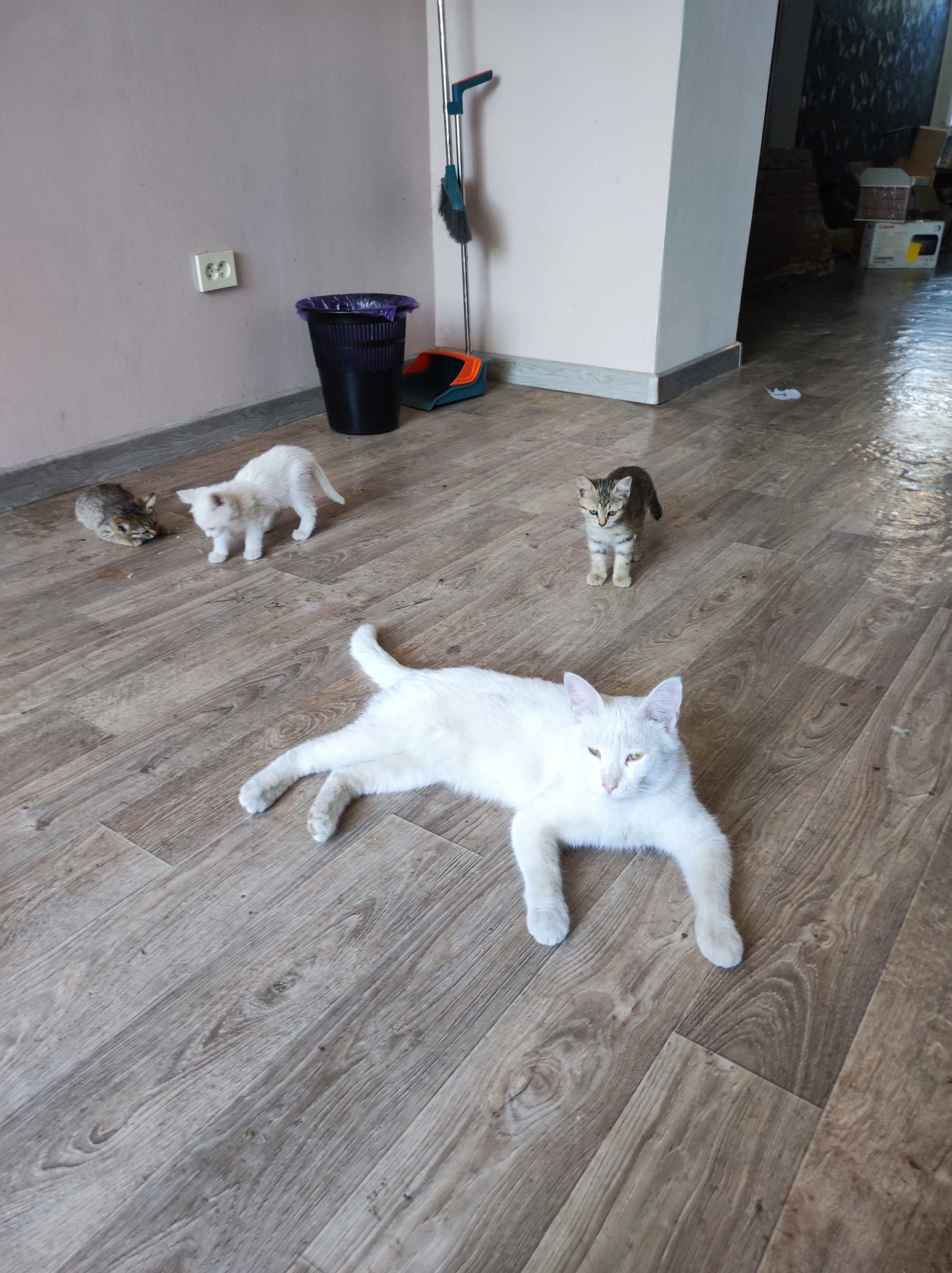 Милые котята бесплатно