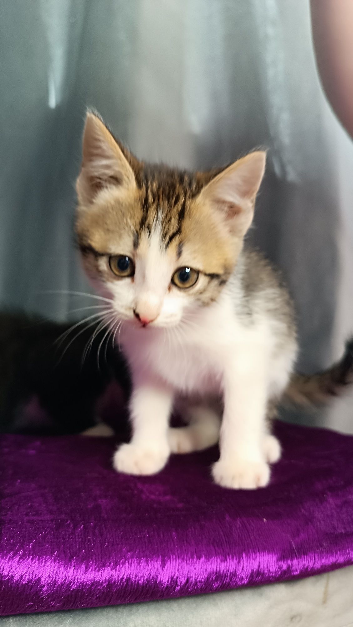 Котенок  девочка в добрые руки