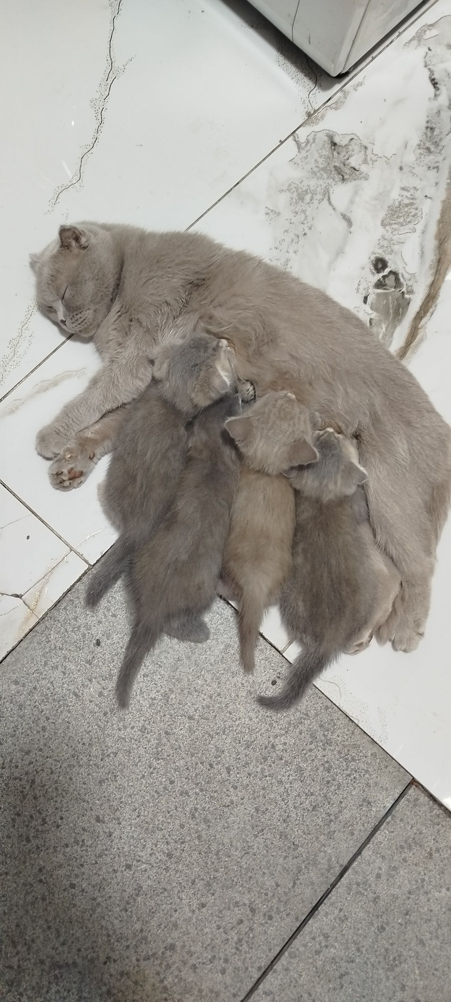 Вислоухие котята