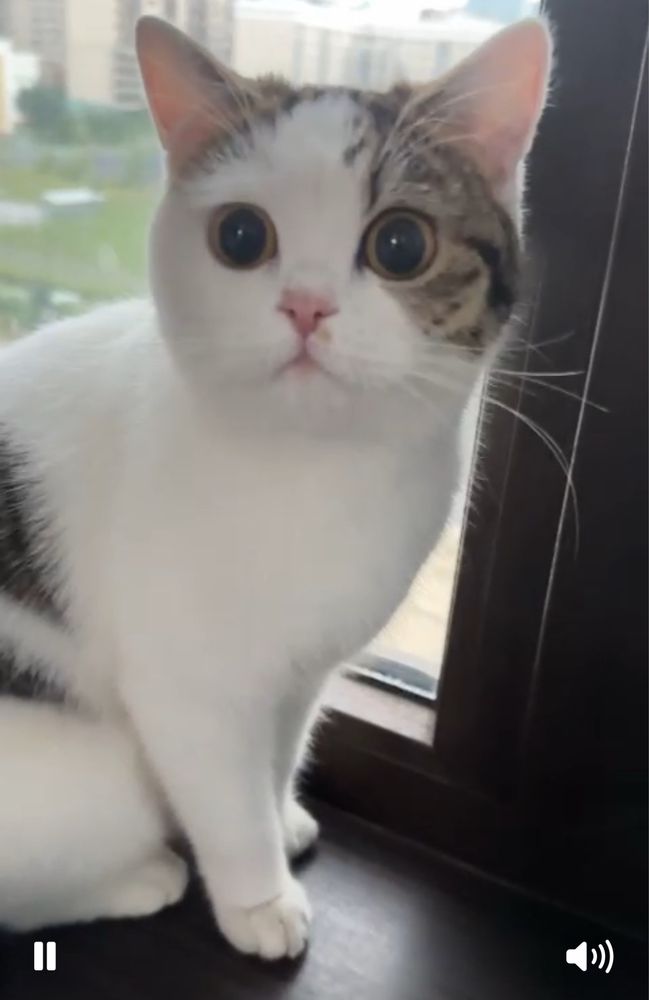 Отдам в хорошые руки кошку