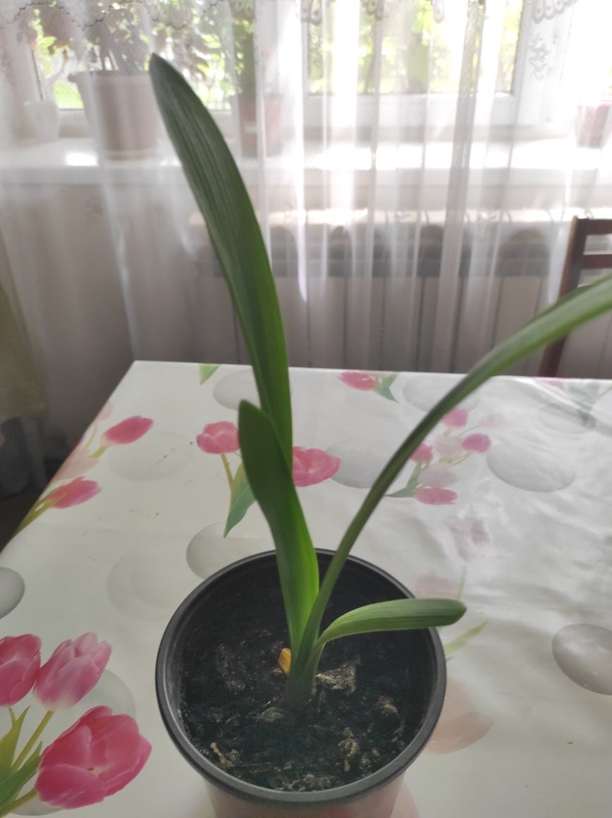 Кливия киноварная, комнатный цветок