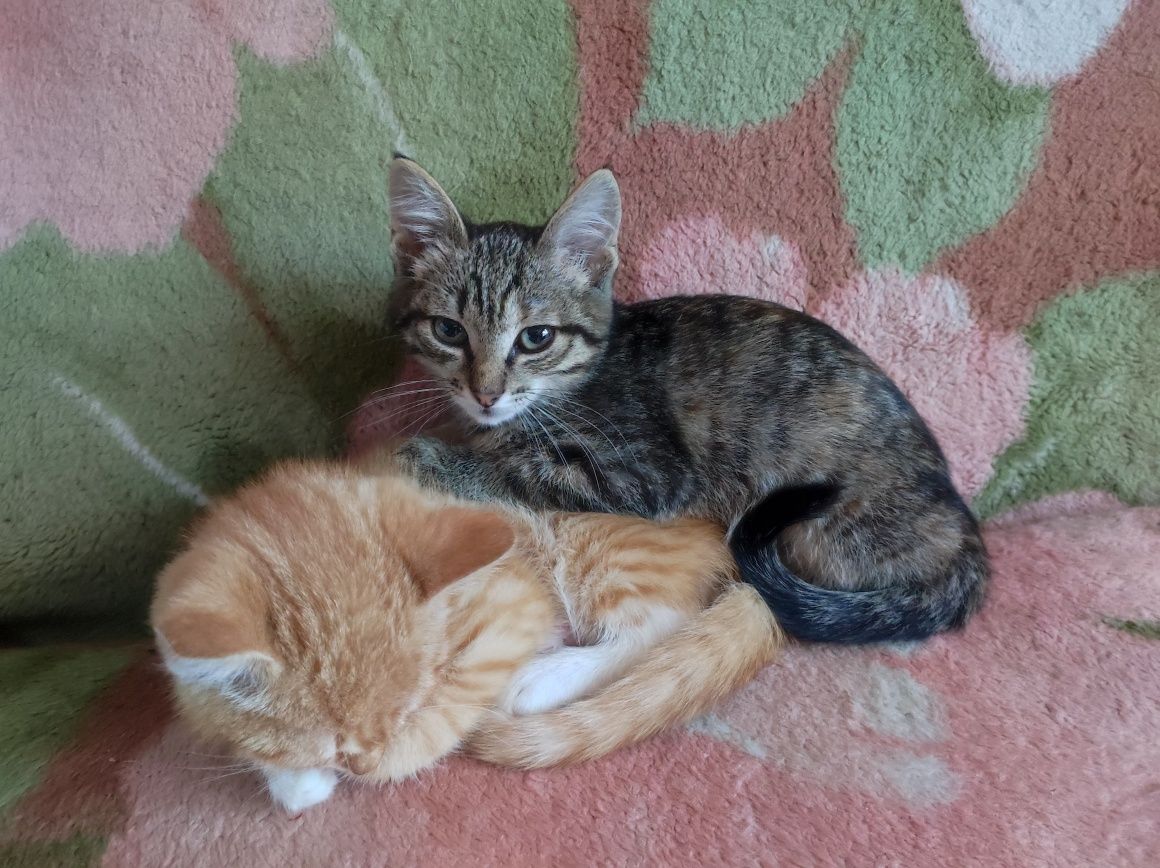 Котенок 3месяца в добрые руки