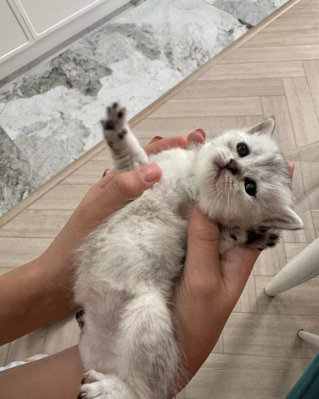 Вязка опытного кота, британец окрас шиншила серебро, ждет невет!