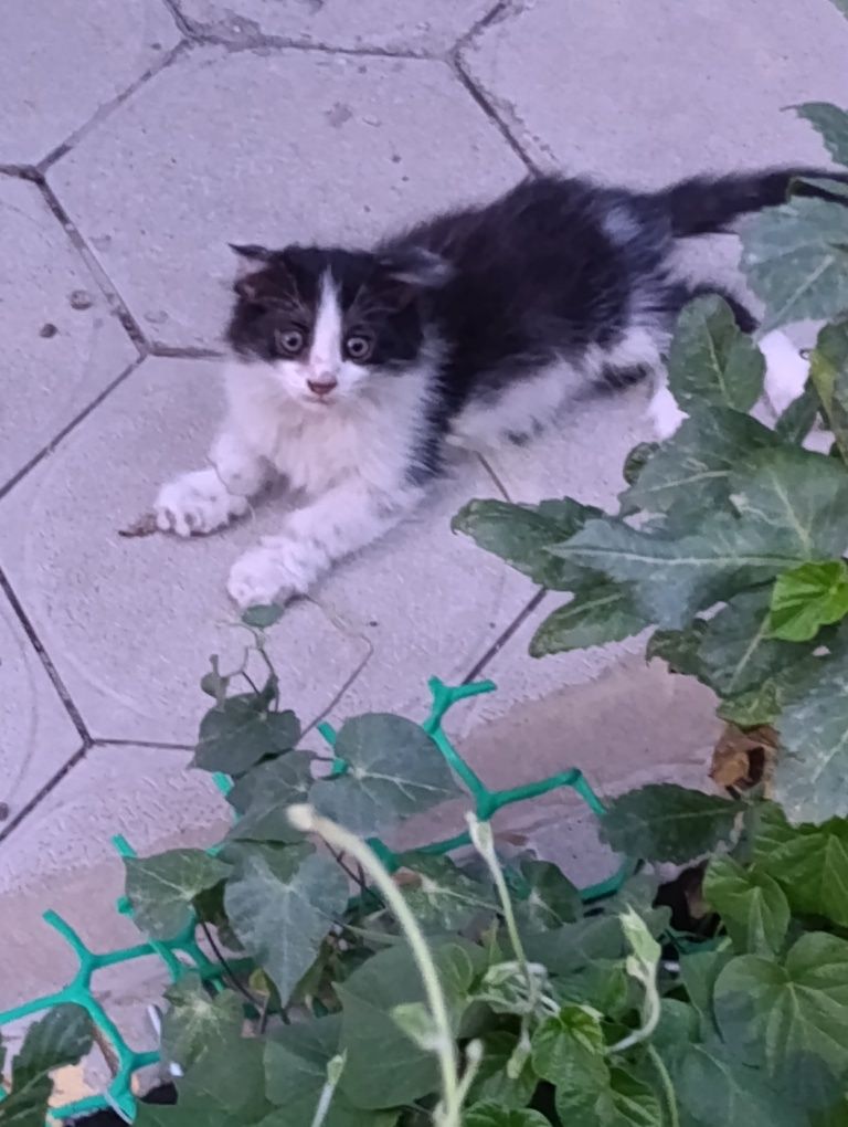 Красивые котята бесплатно
