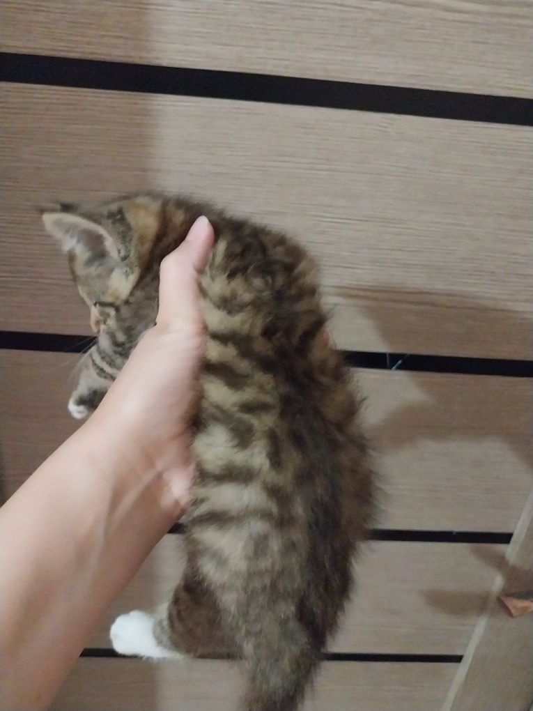 Отдам котёнка в заботливые руки