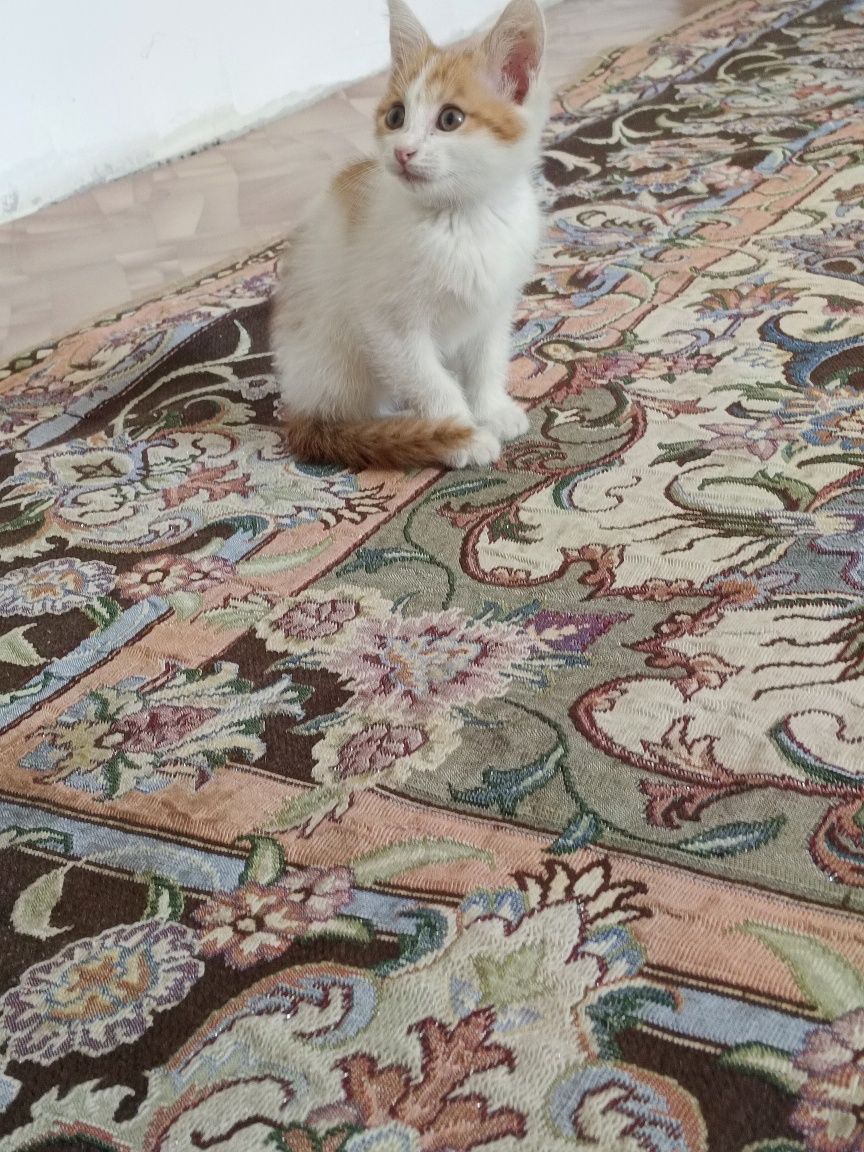 Отдам котика в хорошие руки. Мальчик
