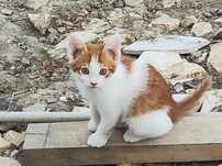 Отдадим котят в добрые руки.
