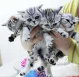 Шотландские котята скоттиш-страйт