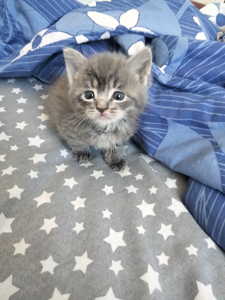 Котёнок маленький