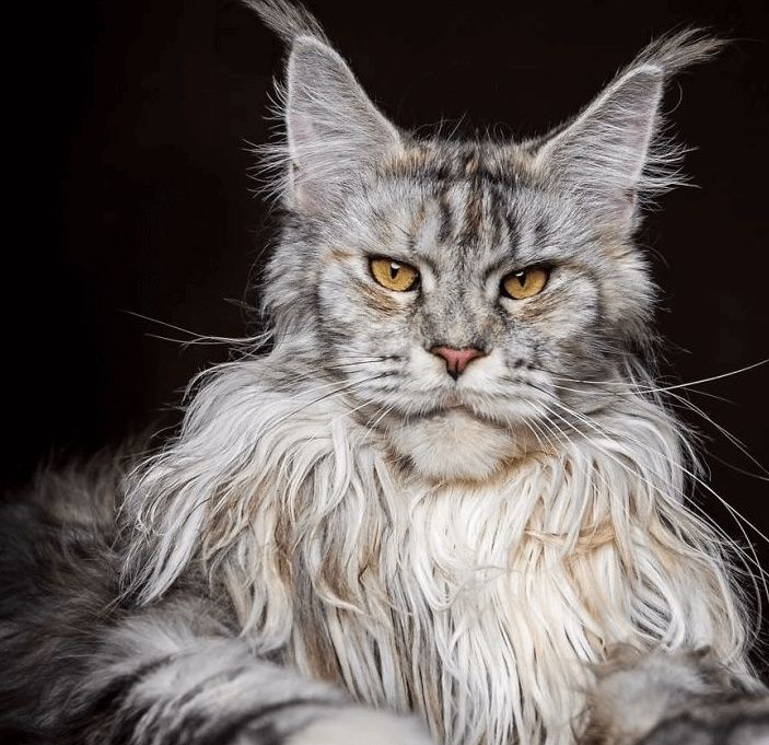Мейн - кун ! КОТЯТА для Души и Выставок !