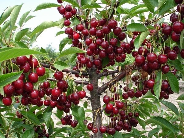 Малина,ежемалина,вишня,клубника на поля
