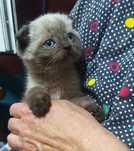 Продам вислоухого котенка